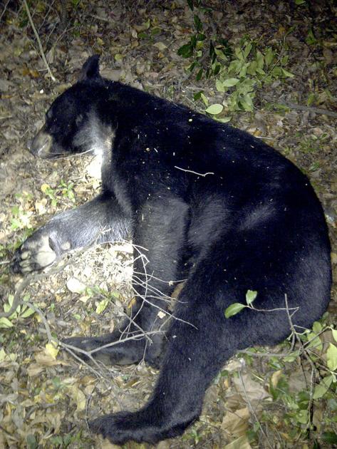 Police Kill Black Bear In South Georgia City Archives
