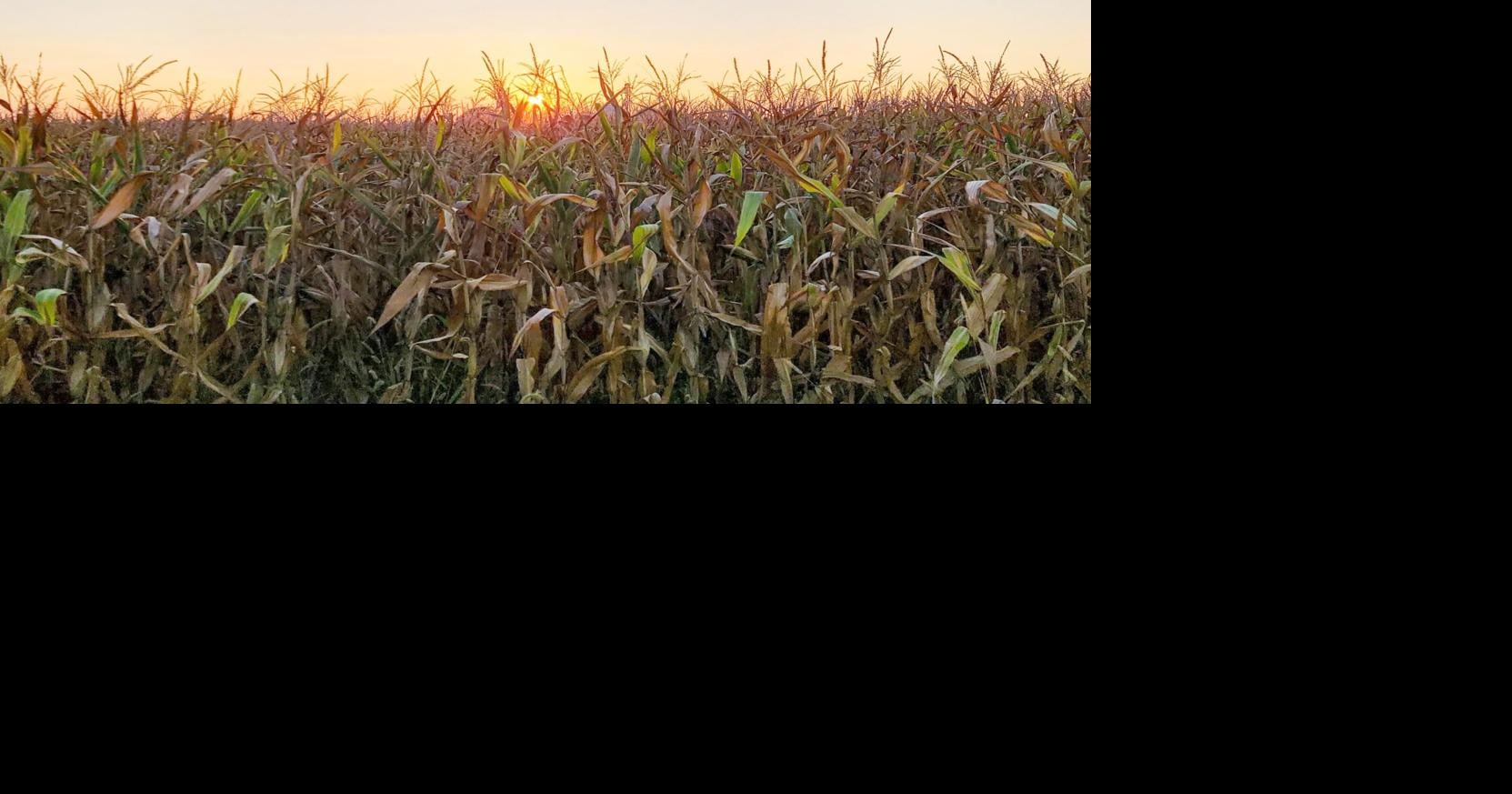 High grain prices benefit farmers, but tariff war keeps them guarded