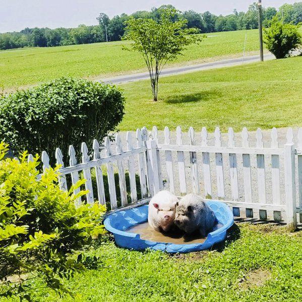 Family leaves Effingham to keep their pet pigs Local News
