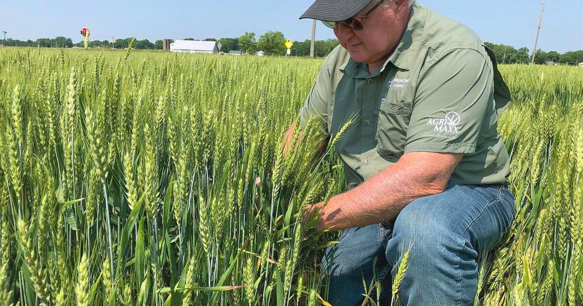 Illinois wheat tour scouts are bullish about yield potential - Vimarsana News