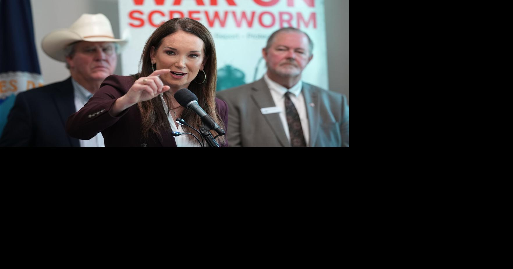 A flesh-eating cattle parasite spreads beyond Texas as new screwworm cases are found