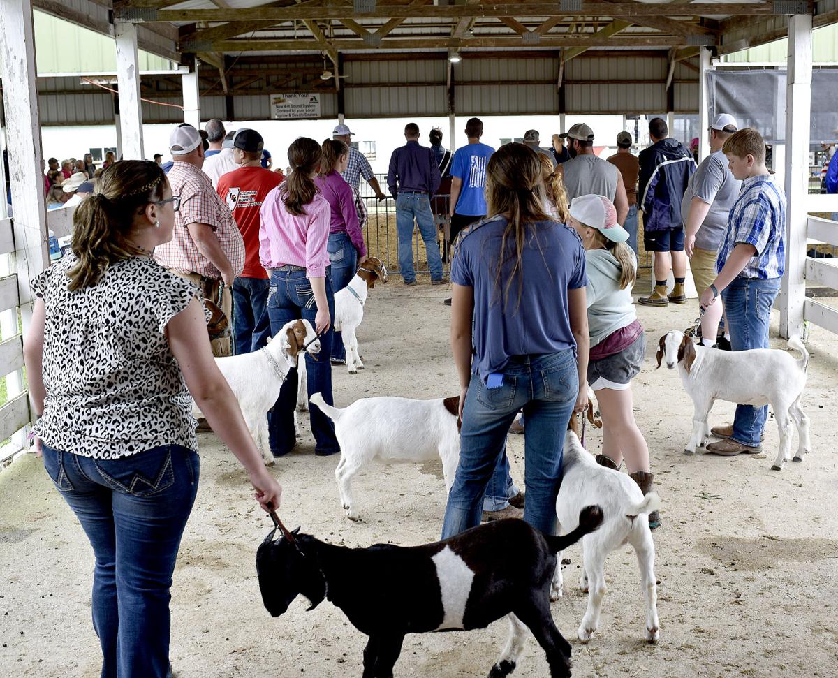 Goats take center stage as fair kicks off with 4H judging Local News