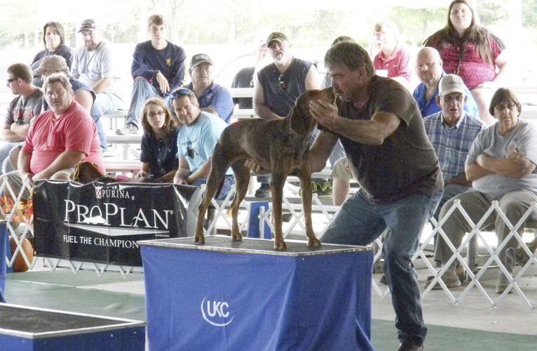 Top dogs compete in Flora at UKC World Hunt and Bench Show Local News