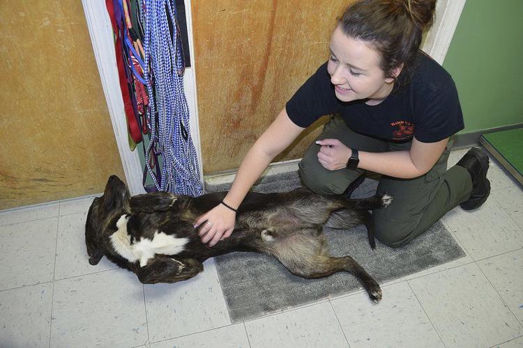 What to do with unwanted pets? County discusses fee, other options