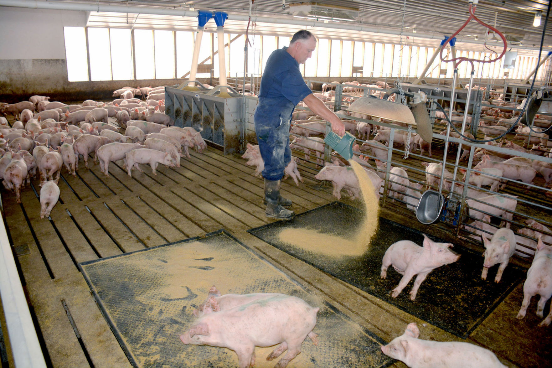 golden state swine farm