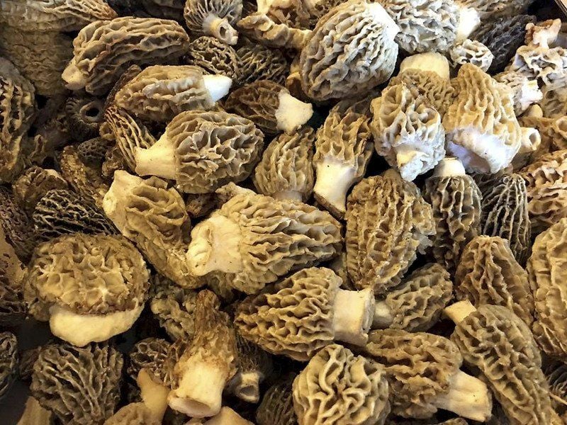 The morel of the story Hunting the wild mushroom Local News