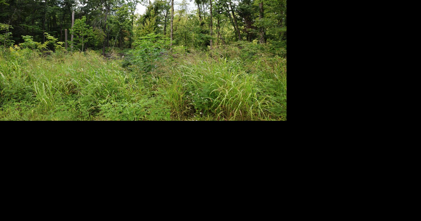 Tickborne diseases on the rise in Illinois