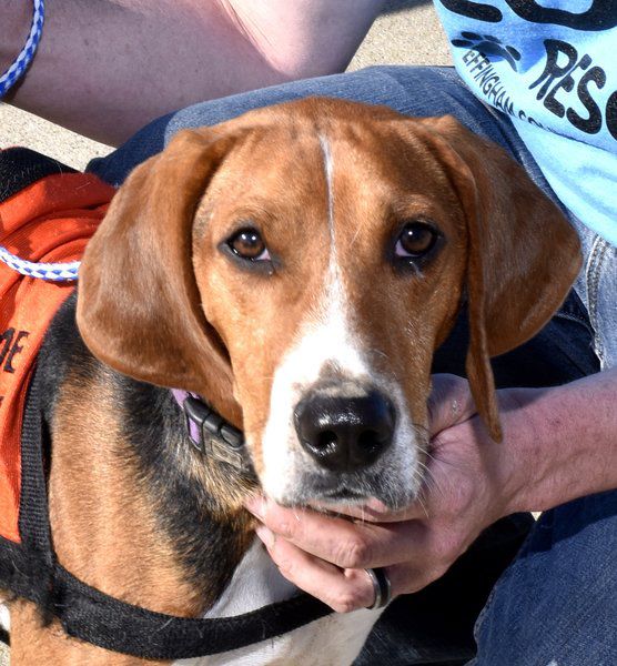 Dogs And Their Owners Participate In 5K Fundraiser Local News 