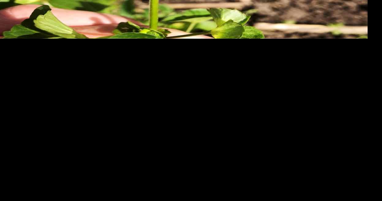 Novel Illinois weed species, Asian copperleaf, identified in northern Illinois