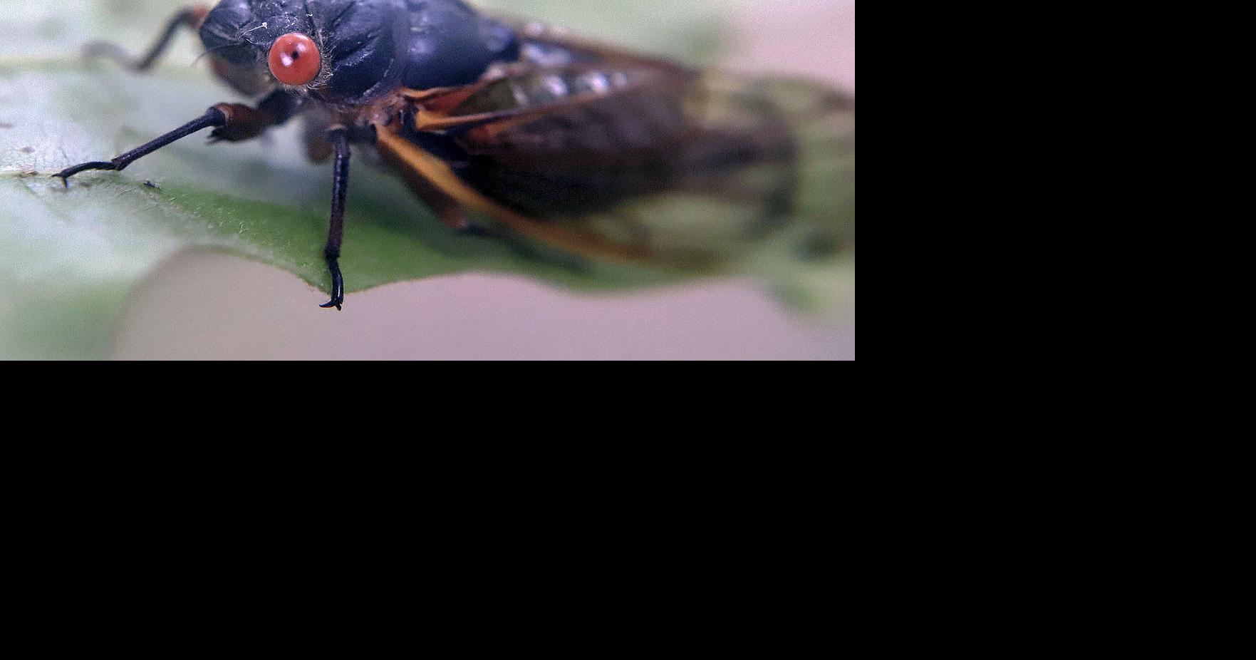 Cicadas begin to emerge in Illinois early in cycle; Brood XIX expected