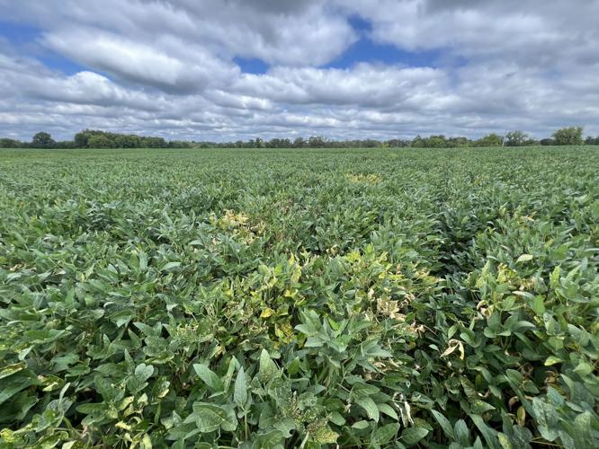 What is red crown rot? Illinois expert explains emerging soybean ...