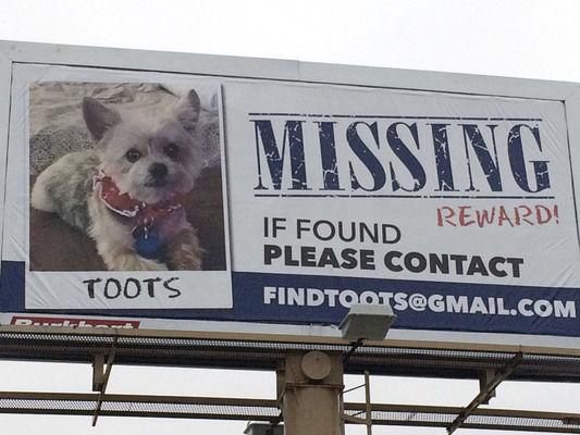 Where S Toot Yorkie S Owner Elkhart County Pet Lovers Take Extraordinary Steps To Find Him Elkhart Elkharttruth Com