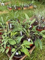 Fall plant exchange planned at Cobus Creek