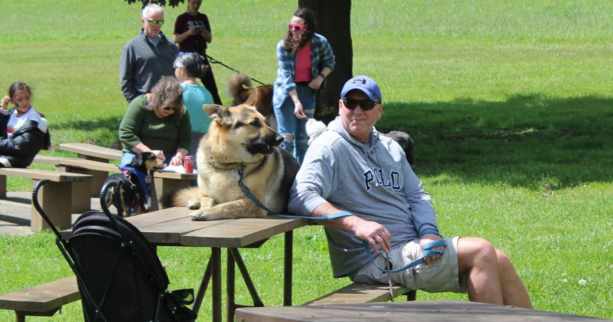 A day for dogs-picnic table7