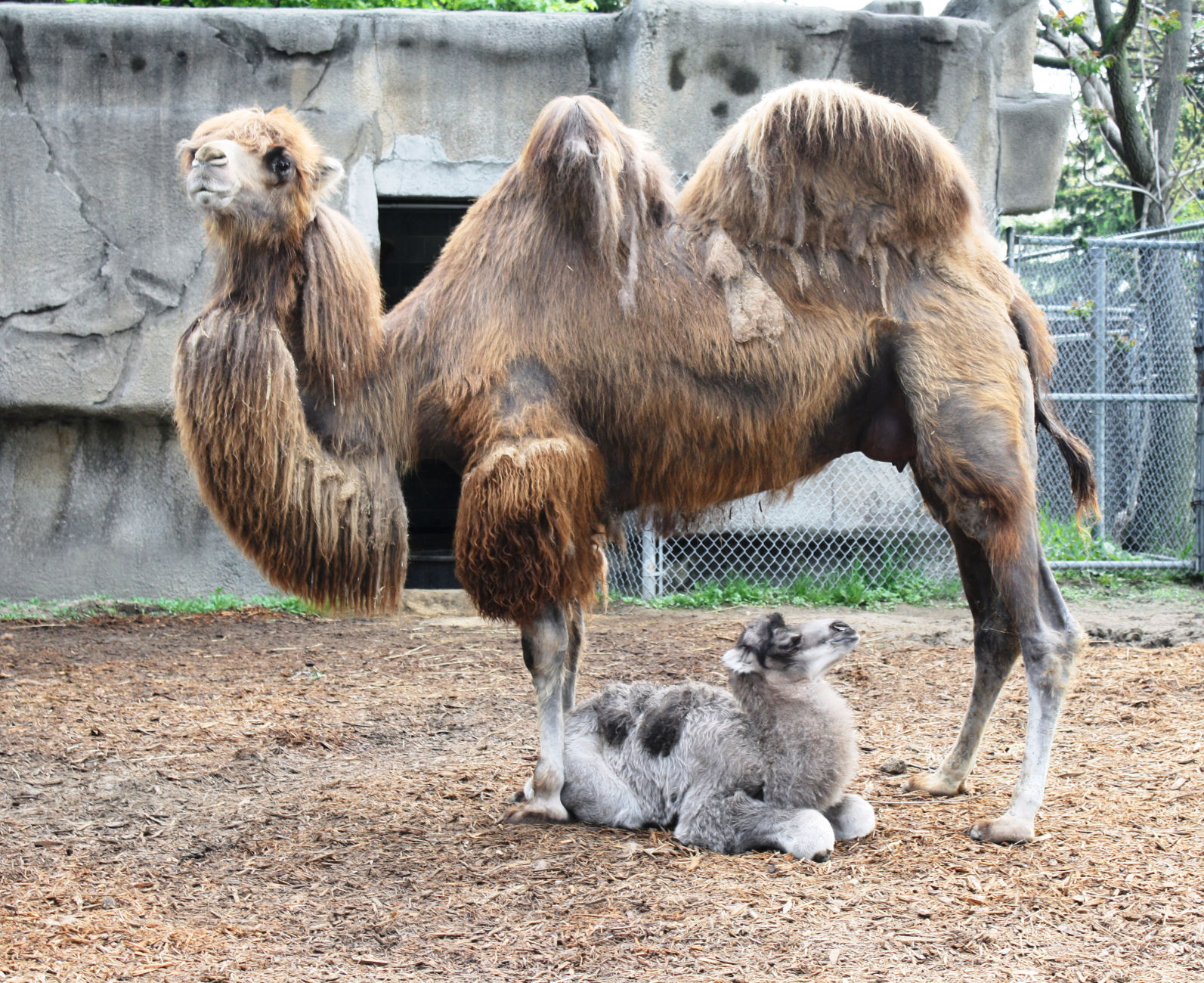 126-pound Male Bactrian Camel Born At Detroit Zoo | Michigan ...