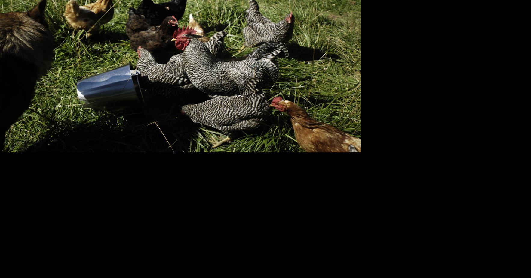 No chickens in Goshen, but what about outside of city limits