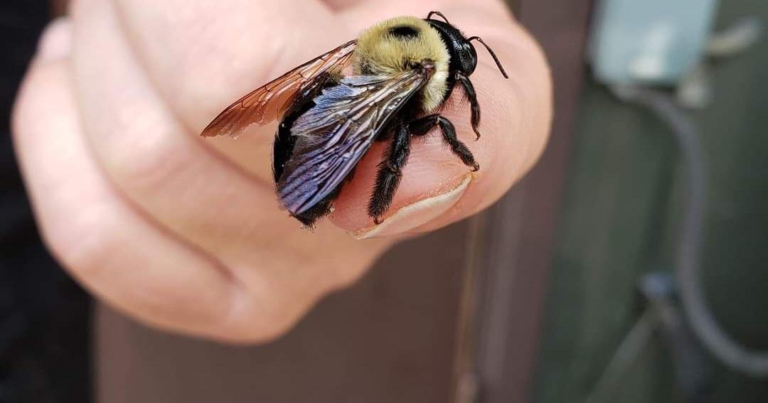 Bug Night to celebrate Indiana's insects | Features | elkharttruth.com