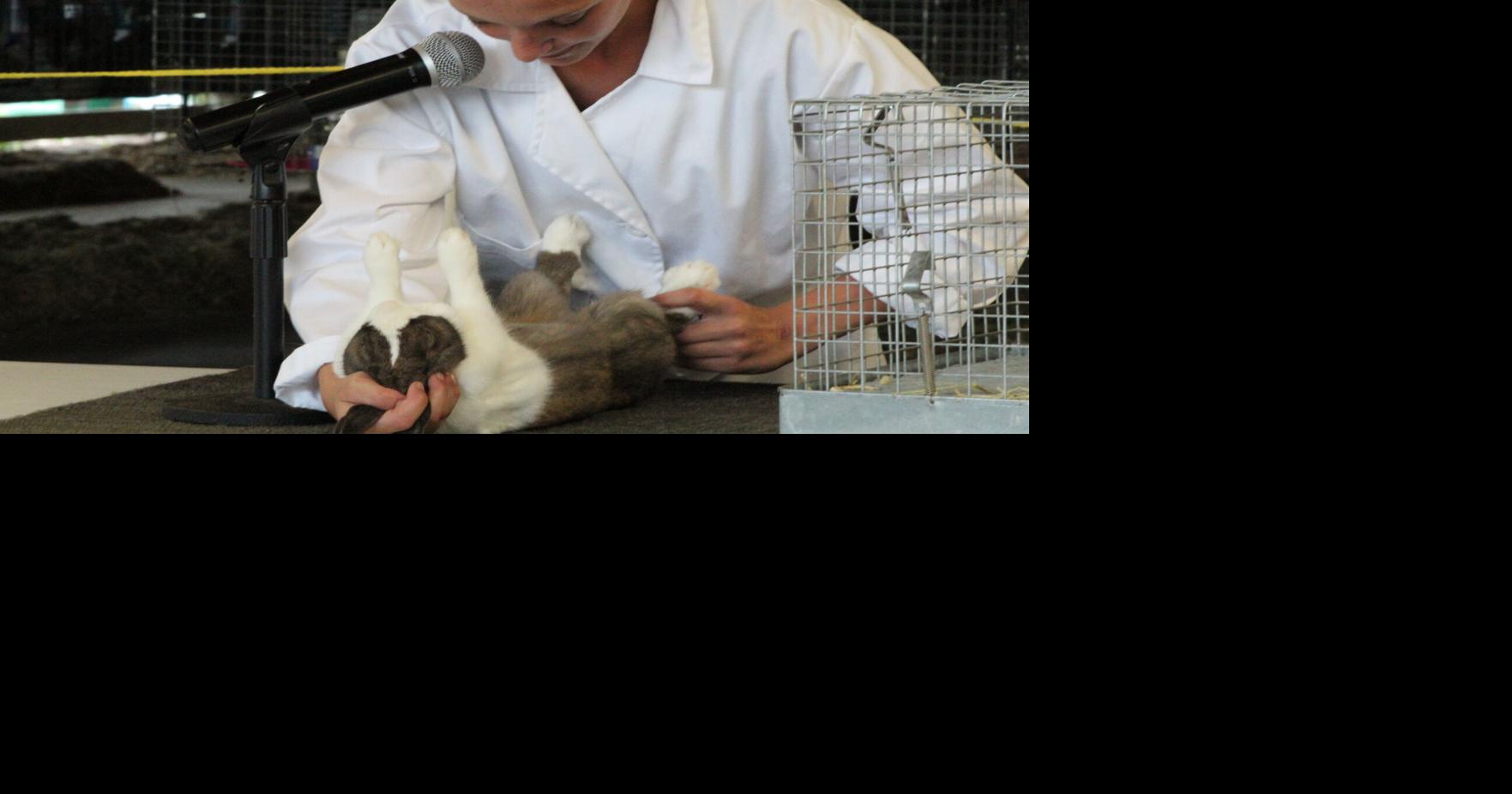 Rabbit Club members showcase their knowledge, presentation skills ...