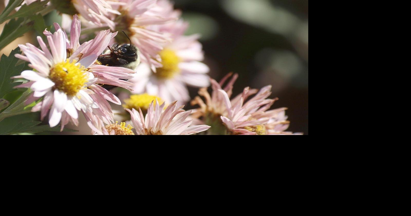 Environmental Center to celebrate pollinators | Features | elkharttruth.com