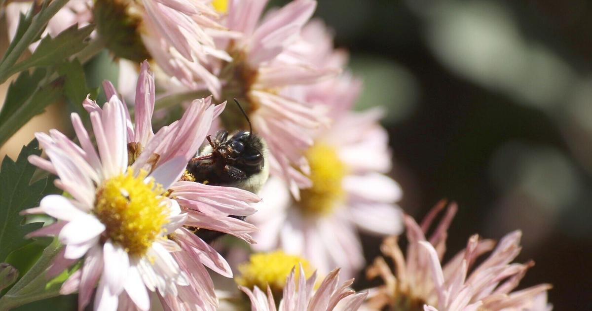 Pollinators Vip Environmental Center to celebrate pollinators | Features | elkharttruth.com