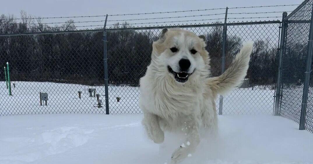 Cold snap tough on pets too