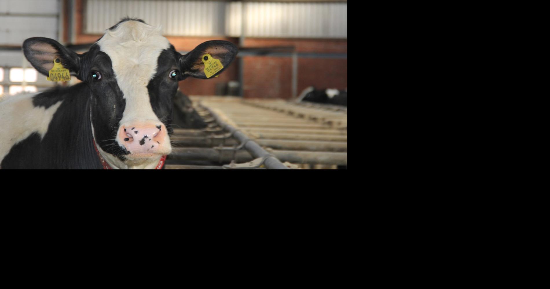 Elkhart County dairy farm to be tested for foodborne illness News