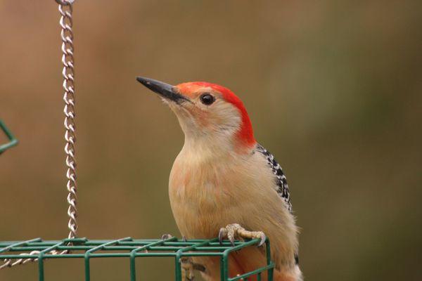 Bird Feeding Workshop Set Features Elkharttruth Com