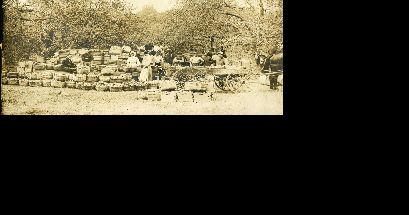 'Museum Matinee Bristol Fruit Hills' tells the story of local agricultural industry Features