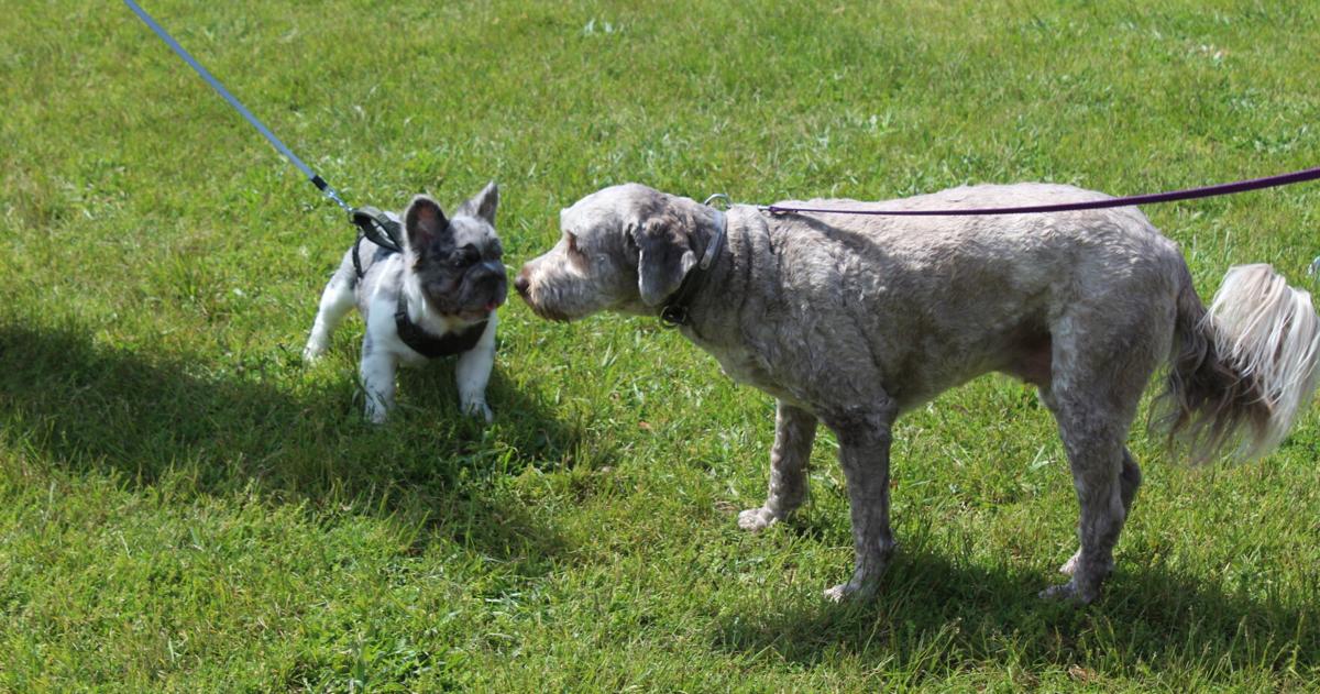 A day for the dogs-sniffers2