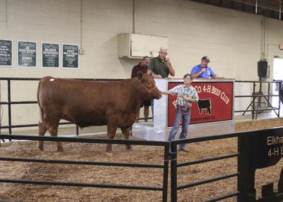 4 H Livestock Auction Again Tops 1 Million Features Elkharttruth Com
