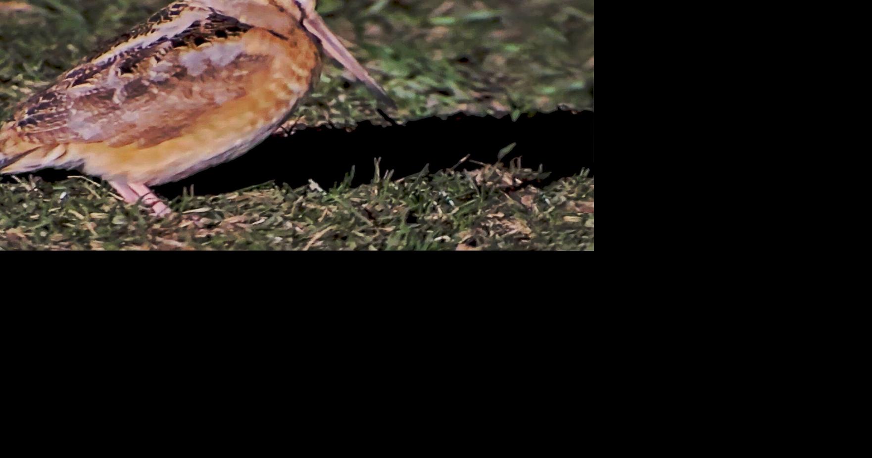 Flight of the timberdoodle featured in nature walk | Features ...