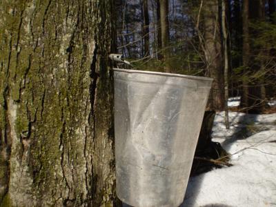 Backyard Maple Syrup Workshop Planned Features Elkharttruth Com