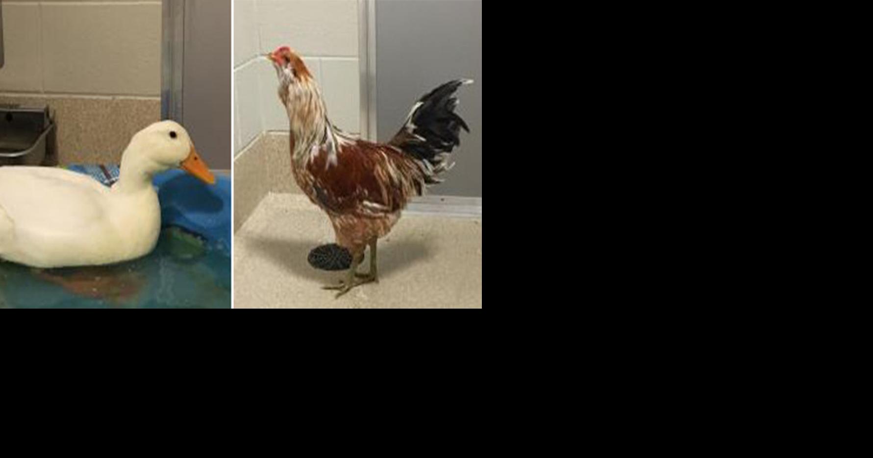 The one with a chicken and a duck available for adoption Hometown