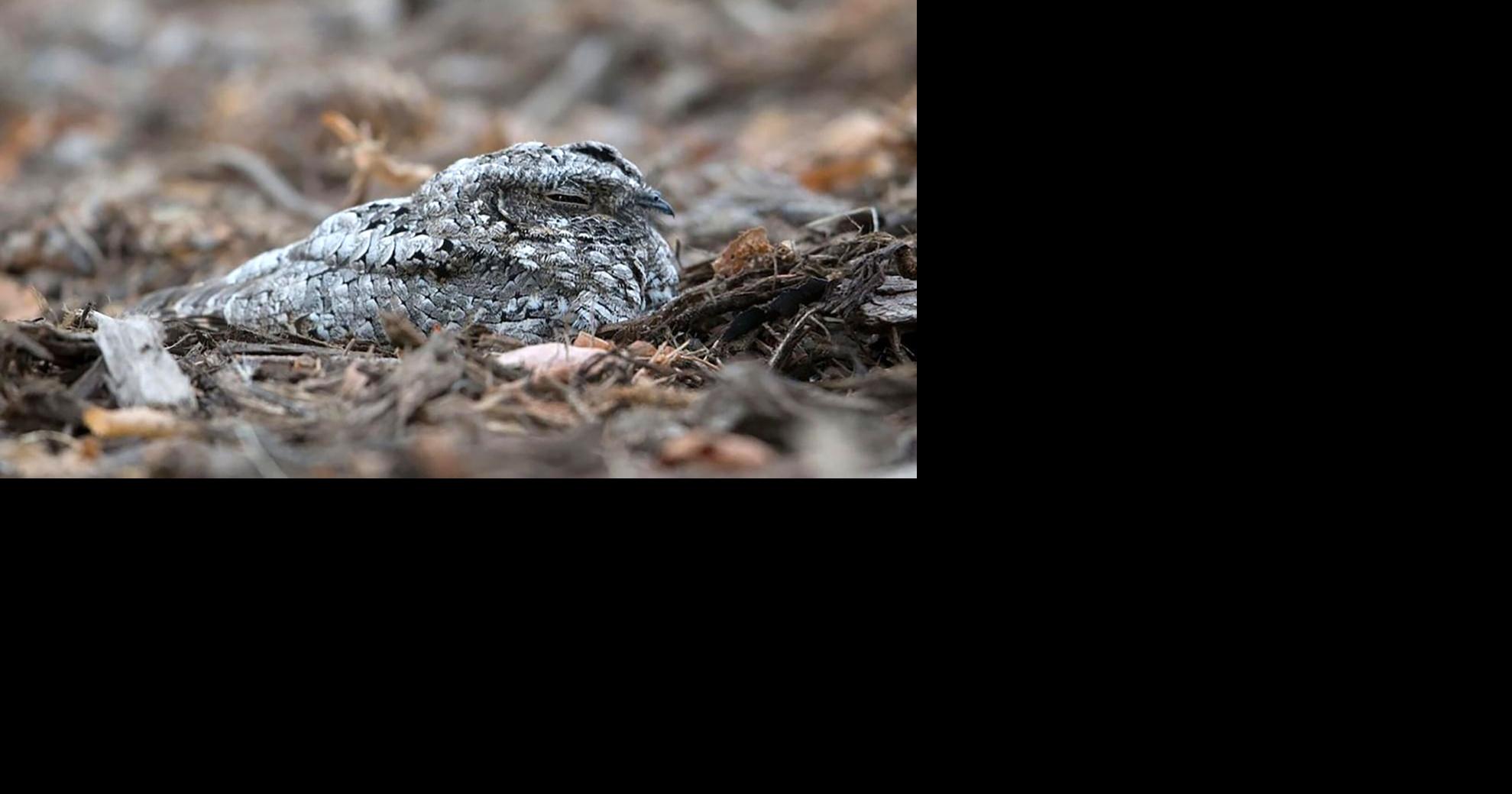 Nature Notes Hyslop: A strange bird with a memorable call LARRY HYSLOP Elko Daily Correspondent May 23, 2026 47 sec ago