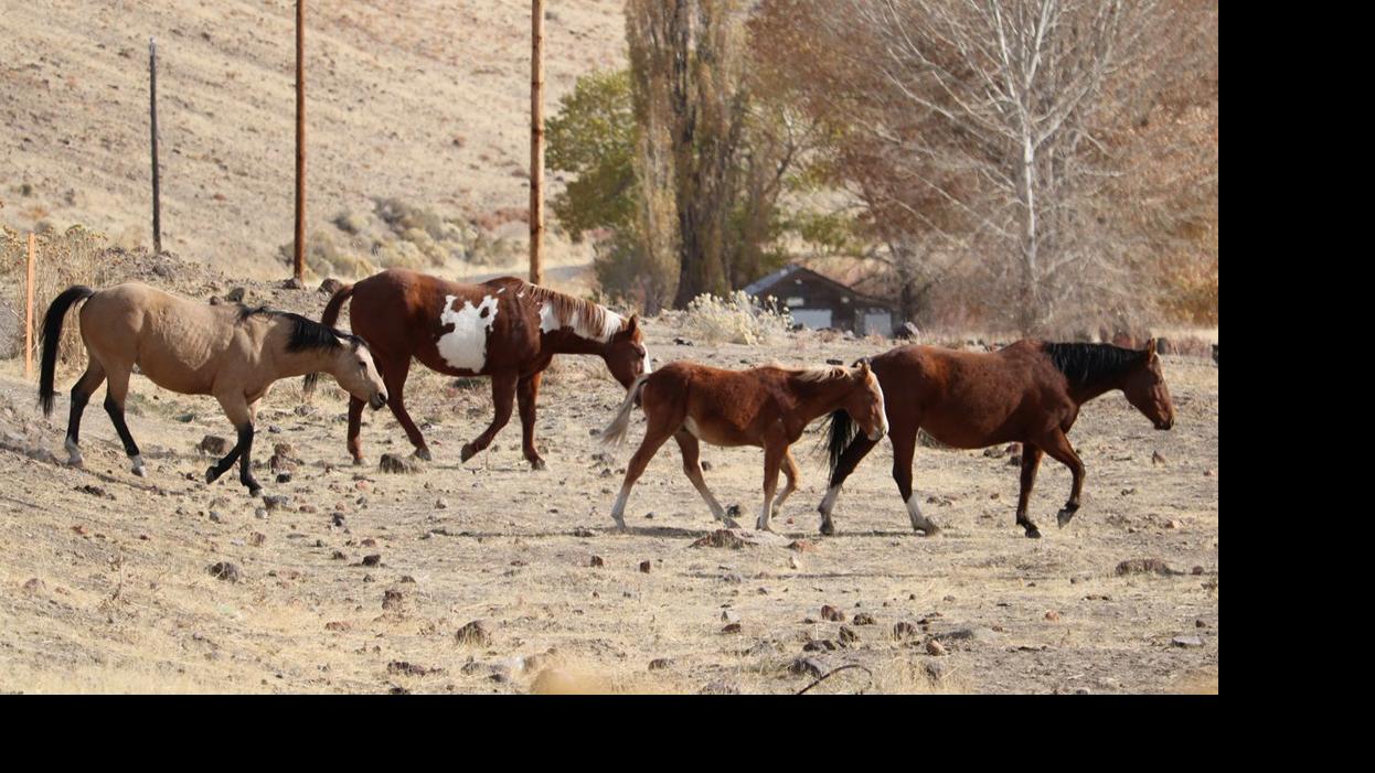 Hundreds of domestic horses to be rounded up State & Regional