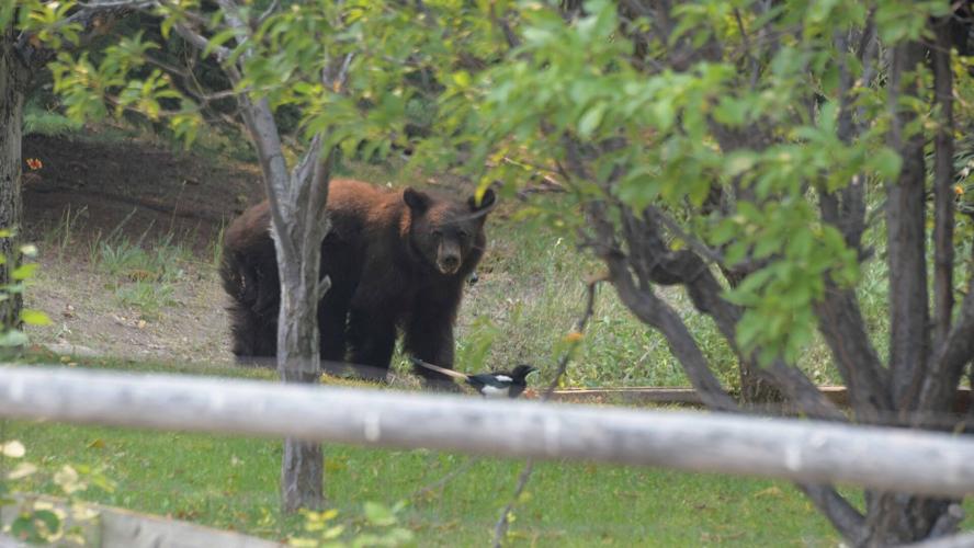 Black bears continue to move through the Wood River Valley in search of food