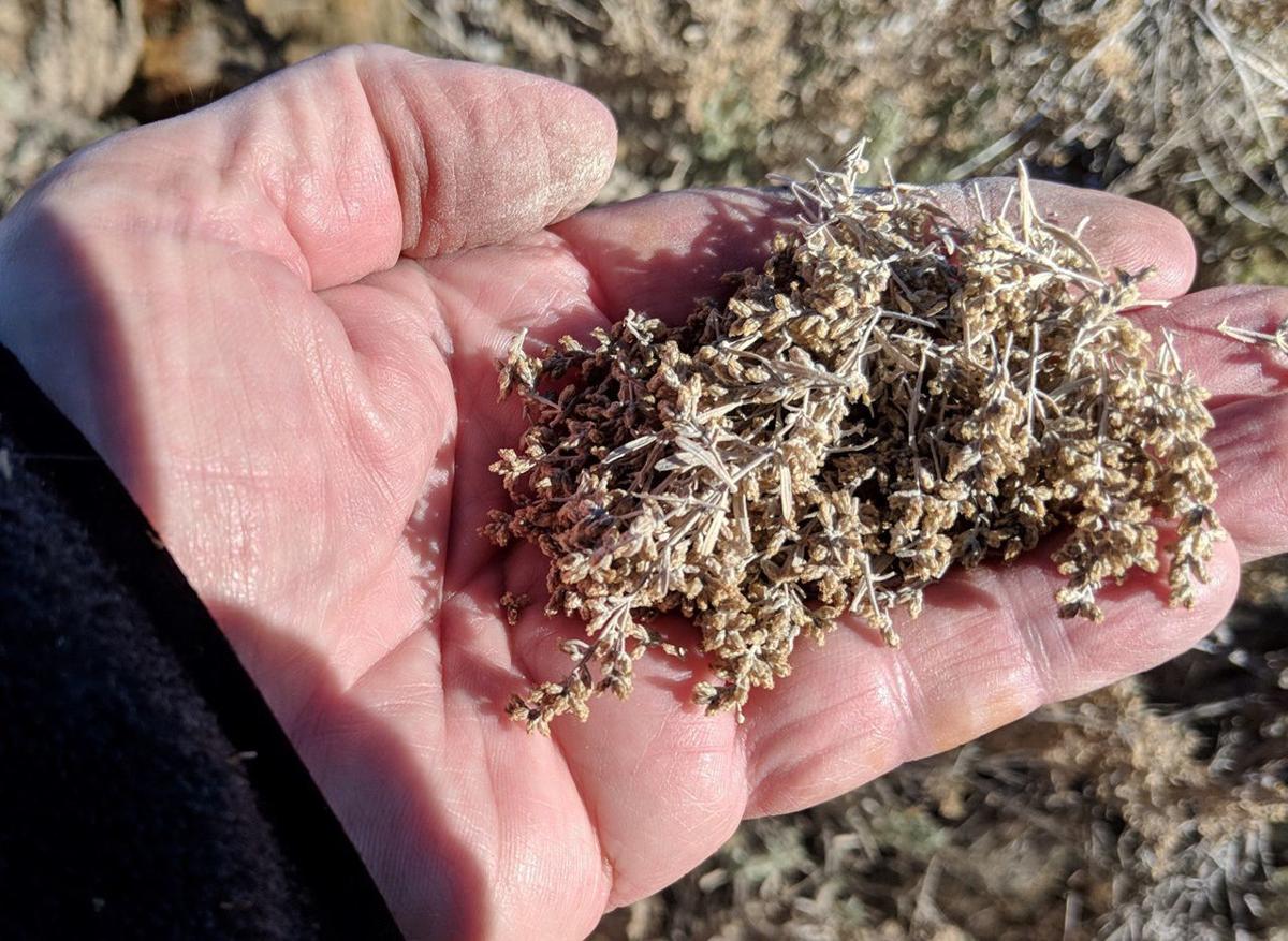 Nature Notes Fall collection of sagebrush seed