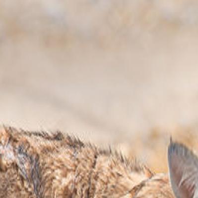 Mines Help Rescue Zoo In Rural Nevada Mining Elkodaily Com
