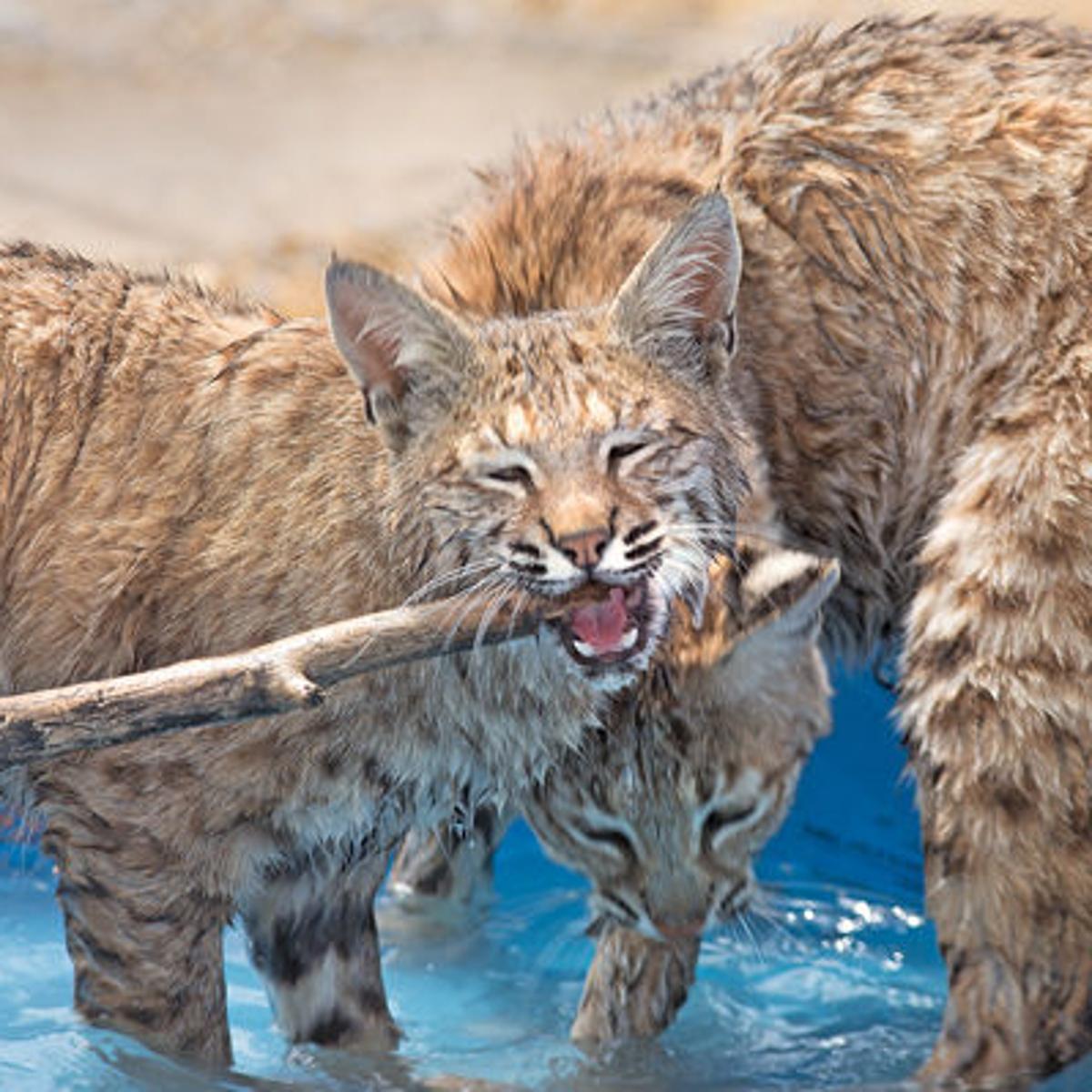 Mines Help Rescue Zoo In Rural Nevada Mining Elkodaily Com