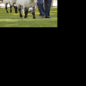 Sheep Show: Lamoille 4-Her wins Ruby Mountain FFA Livestock Show and Sale