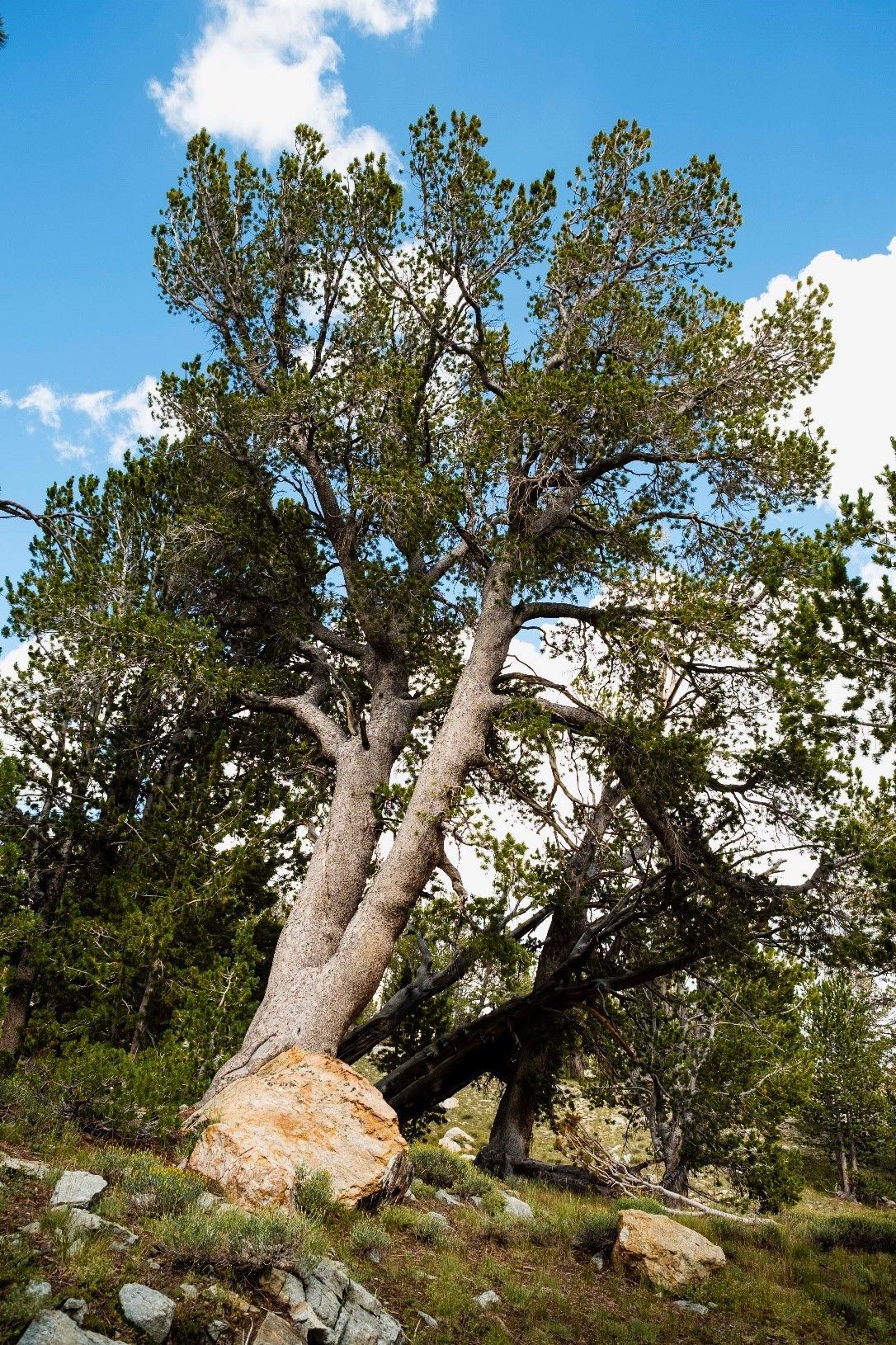 Scientists Future of oldest tree species on Earth in peril State & Regional