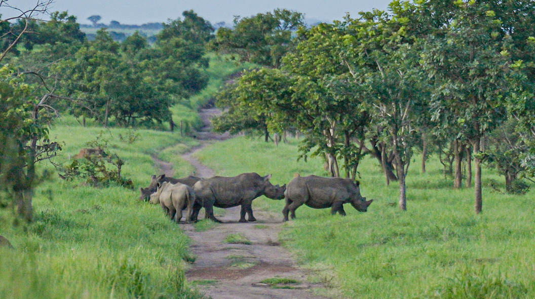 Barrick helps bring white rhinos back to park