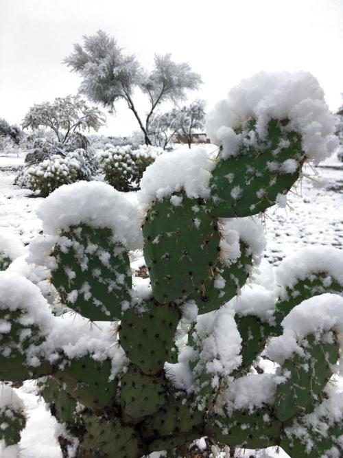 Frigid Temperatures Chill Southern Arizona Much Of West News