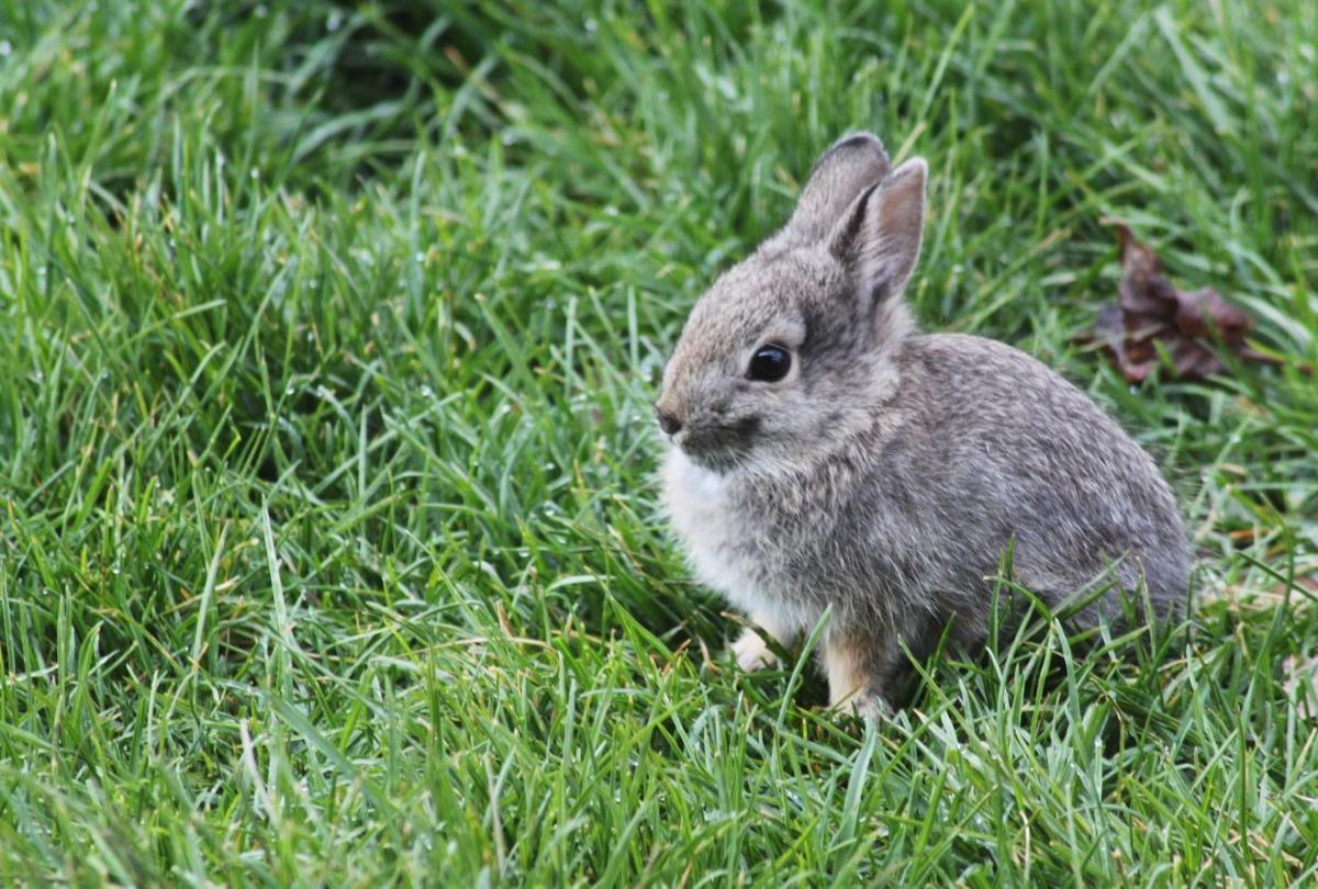 Nature Notes Suburban Cottontails
