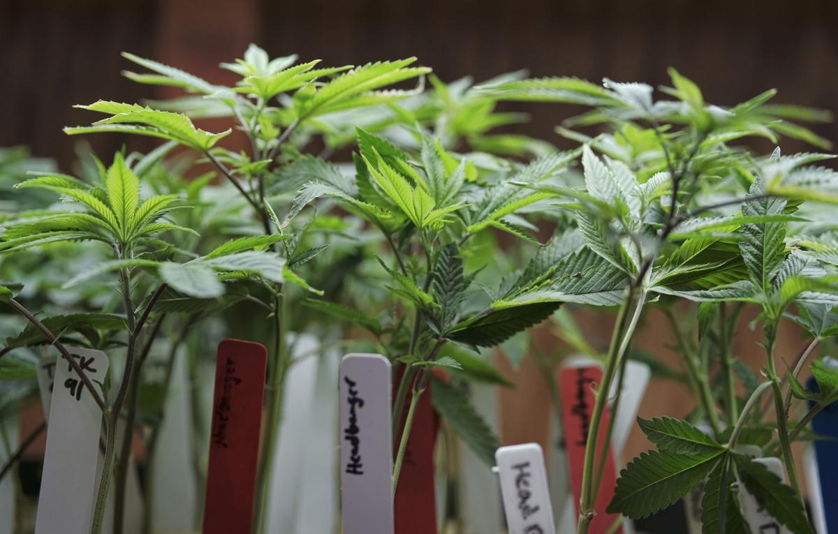 California Marijuana