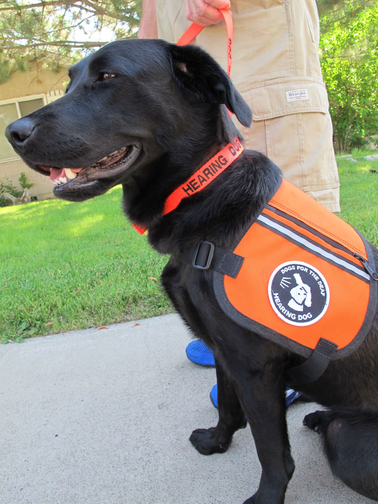 Hearing hot sale dog vest