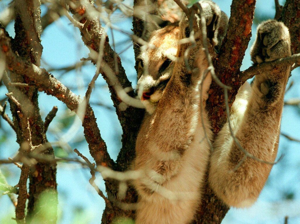 Technology-Cougar Population