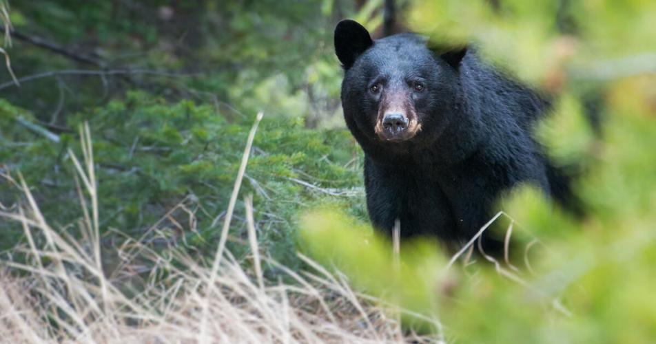 Black bears continue to move through the Wood River Valley in search of food