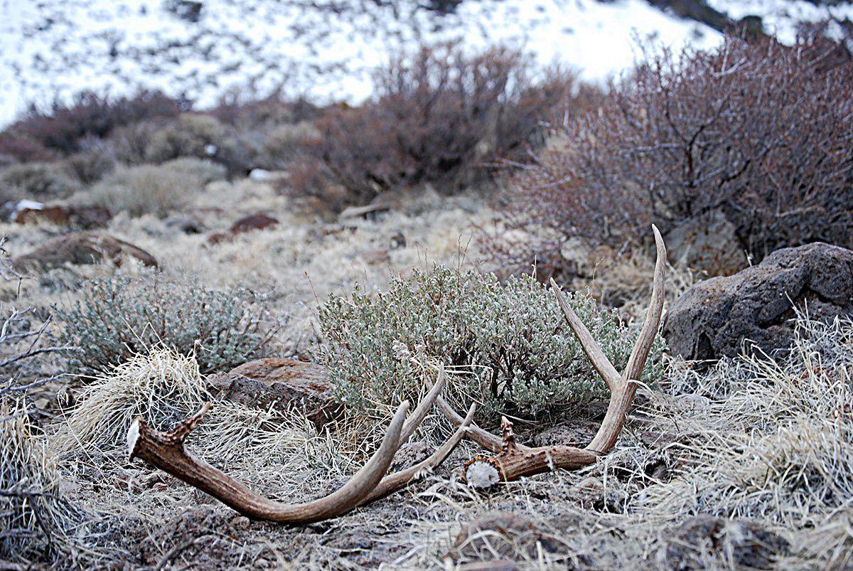 Shed hunting