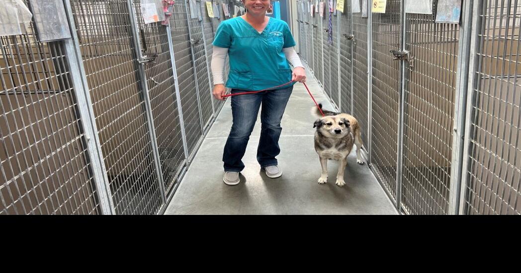 Elko Animal Shelter creates loving space for dogs and cats